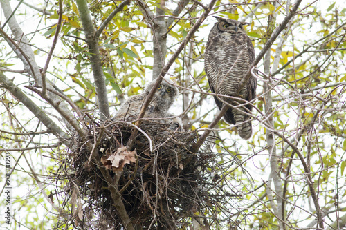 Great Horned Owl and Owlet 