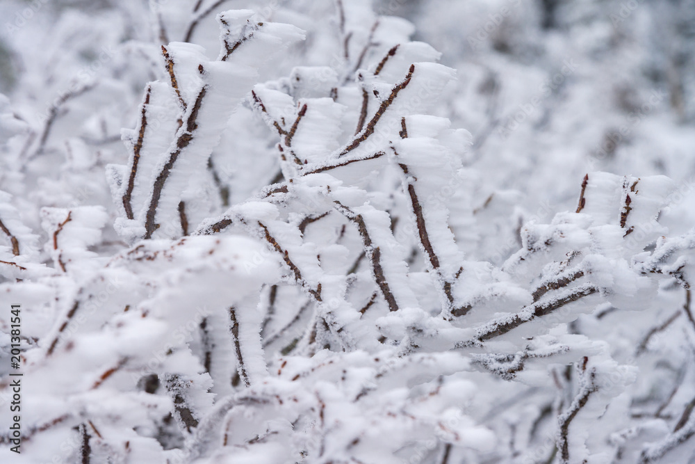 Close-up fir trees or pine trees covered by snow on the background of winter season Close-up fir trees or pine trees covered by snow on the background of winter season