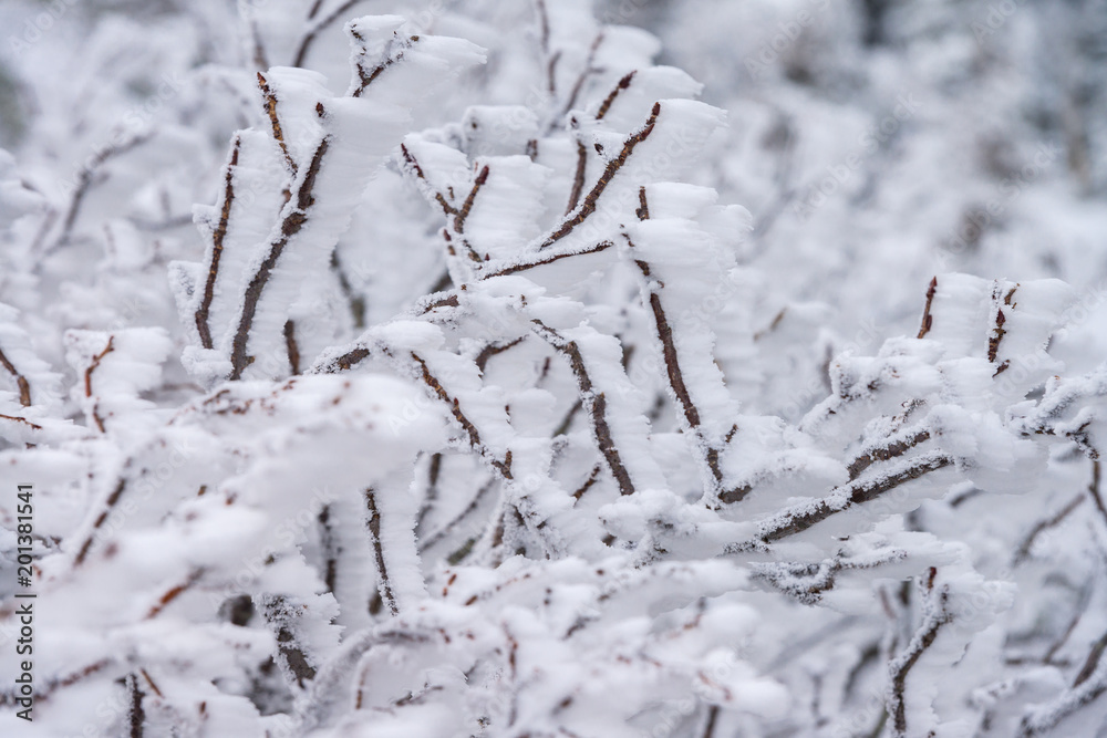 Close-up fir trees or pine trees covered by snow on the background of winter season