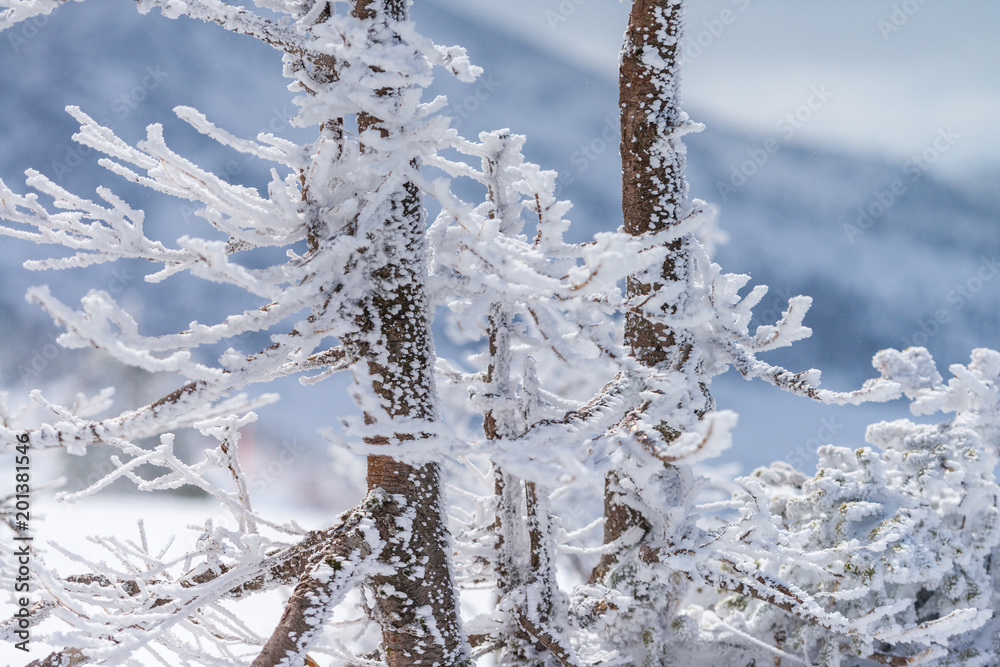 Close-up fir trees or pine trees covered by snow on the background of winter season