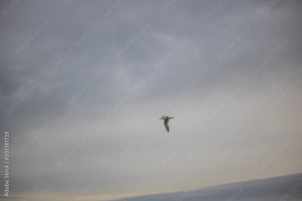 Greater Crested Tern bird in mid flight by the waterside on Paarden Eiland beach at sunrise. Greater Crested Tern bird in mid flight by the waterside on Paarden Eiland beach at sunrise.