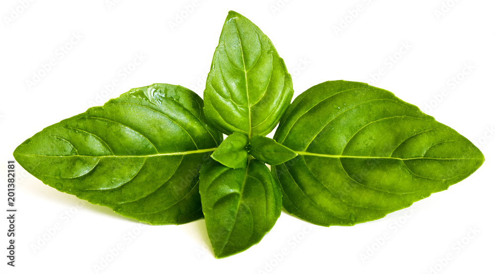 Obraz premium Basil leaves