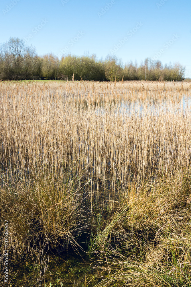 Dry tall grass field beside a lake in early Spring - Vertical- outside Bedford Dry tall grass field beside a lake in early Spring - Vertical- outside Bedford