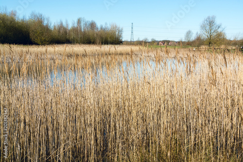 Dry tall grass field beside a lake in early Spring - Horizontal- outside Bedford