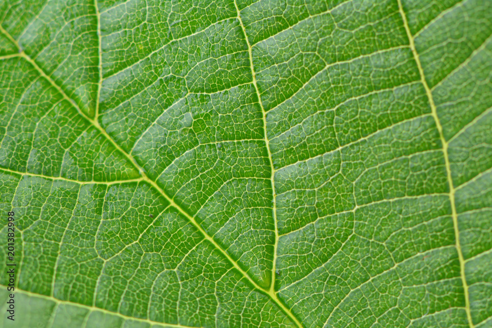Texture green leaves Texture green leaves