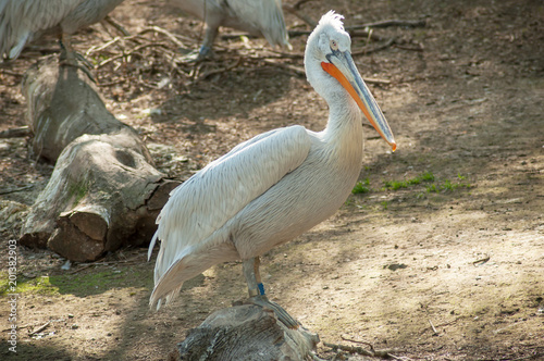 portrait of pelican at the zoo