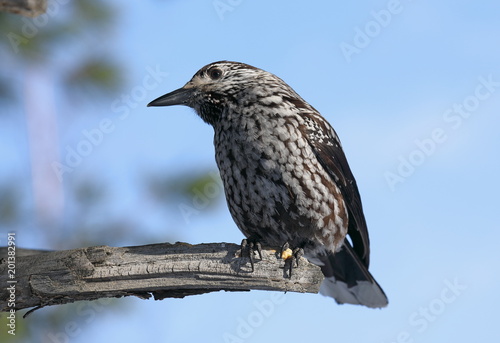 Bird nutcracker closeup in Siberia