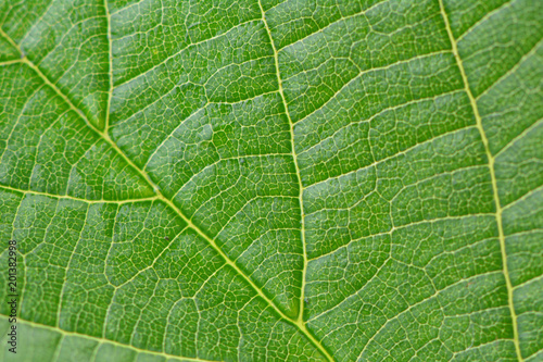 Texture green leaves