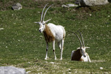 couple of the scimitar oryx or scimitar-horned oryx (Oryx dammah), also known as the Sahara oryx
