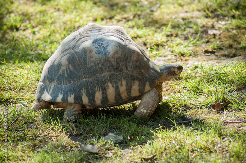 portrait of little turtle walking in the grass