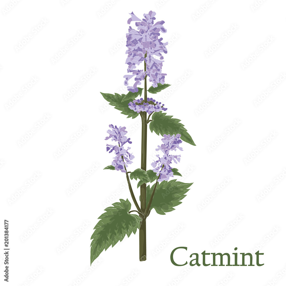 catmint, nepeta, catnip. illustration of a plant in a vector with