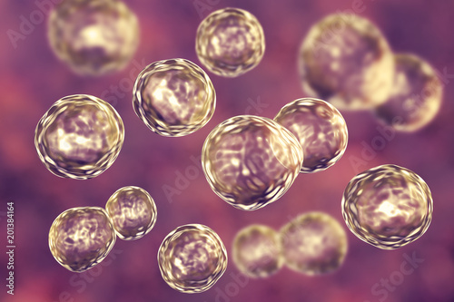 Blastomyces dermatitidis fungi, the causative agent of the disease blastomycosis affecting lungs, more rarely skin, bones, other organs, 3D illustration. Budding stage found in human tissues photo