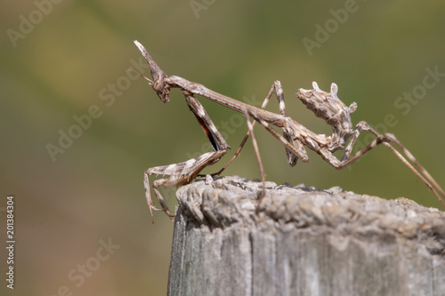 Empusa pennata insect photo