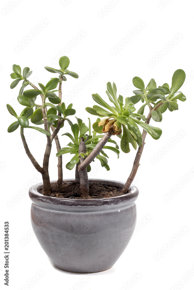 crassula ovata succulent plant