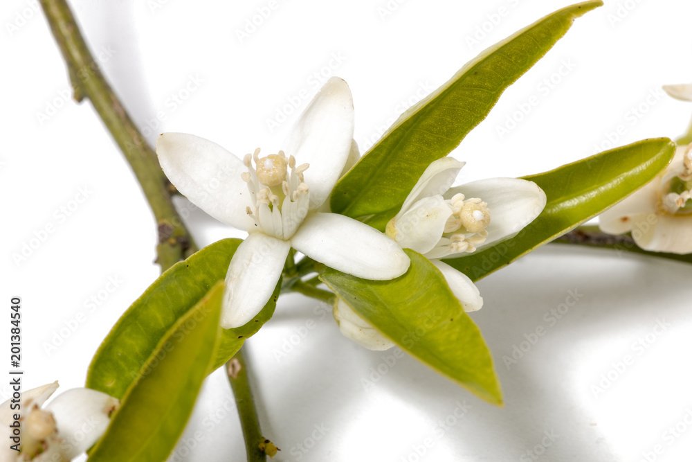 Branch from orange tree Branch from orange tree