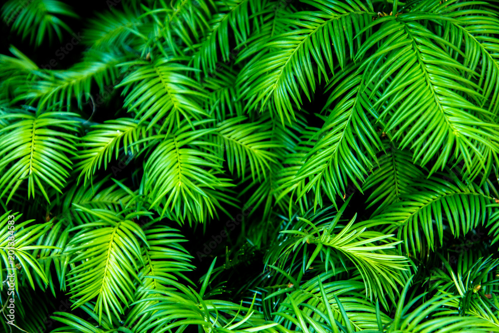 Green Leaves