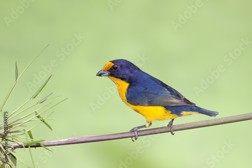 Beautiful blue and yellow tropical bird Violaceous euphonia (Euphonia violacea) perching in a bamboo branch with green background © prmfoto