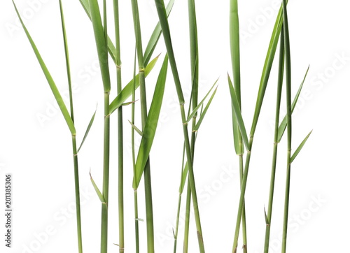 green reed  cane grass Isolated on white background