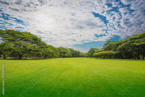 Fototapeta Naklejka Na Ścianę i Meble -  Green grass green trees in beautiful park white Cloud blue sky in noon.