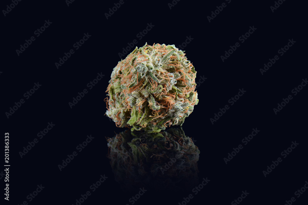 Medical marijuana bud isolated on black background. Therapeutic and medicinal cannabis weed close up