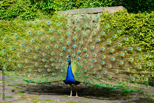 Beautiful peacock displaying itself on a beautiful sunny day. The peacock has the scientific name of Pavo cristatus. It is a native bird of the Indian subcontinent, being the national bird of India.