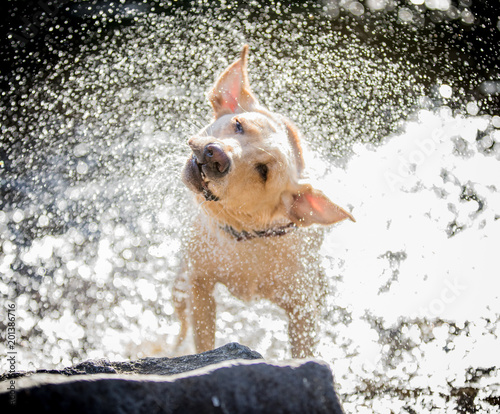 The Labrador shaking