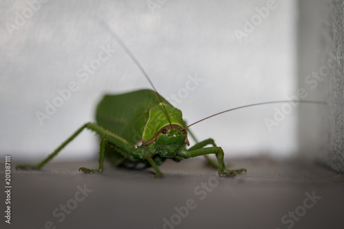 Beautiful and gracefully portrait of green locust , amazing grasshopper closeup, photography of insect, locust background