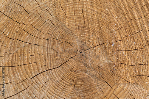 Holz mit struktur - jahresringe im Baumstamm