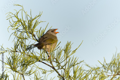 Great Pampa-Finch (Embernagra platensis) sitting on a branch in natural habitat photo