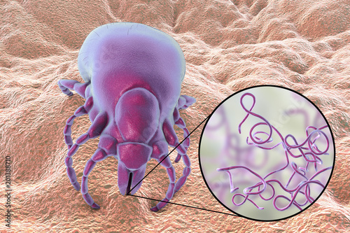 Lyme disease bacteria, Borrelia burgdorferi, transmitted by Ixodes tick, 3D illustration photo