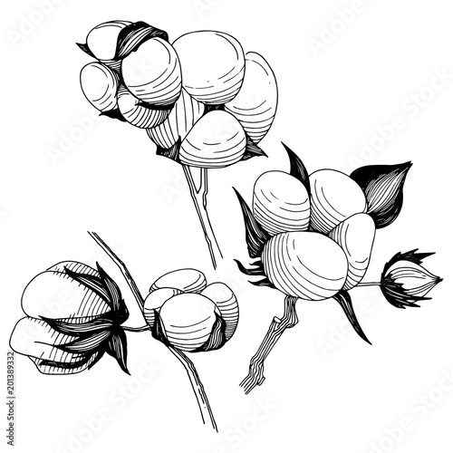 Wildflower cotton flower in a vector style isolated. Full name of the plant: cotton . Vector wildflower for background, texture, wrapper pattern, frame or border.