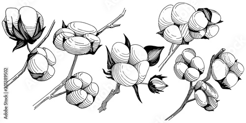 Wildflower cotton  flower in a vector style isolated. Full name of the plant: cotton . Vector wildflower for background, texture, wrapper pattern, frame or border.