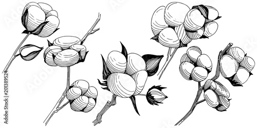 Wildflower cotton  flower in a vector style isolated. Full name of the plant: cotton . Vector wildflower for background, texture, wrapper pattern, frame or border.