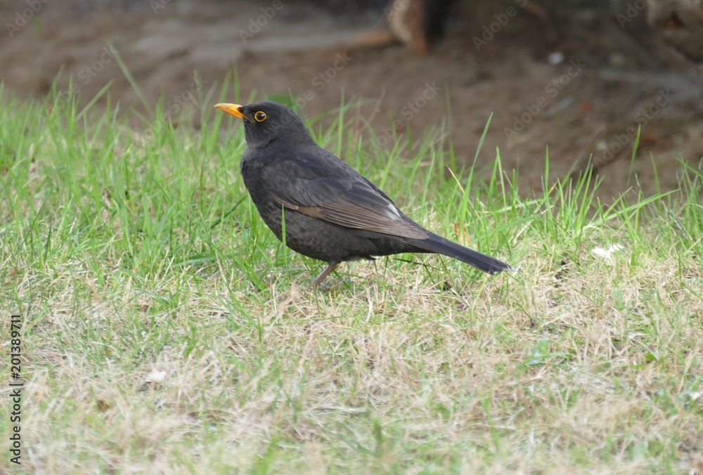Obraz premium Amsel