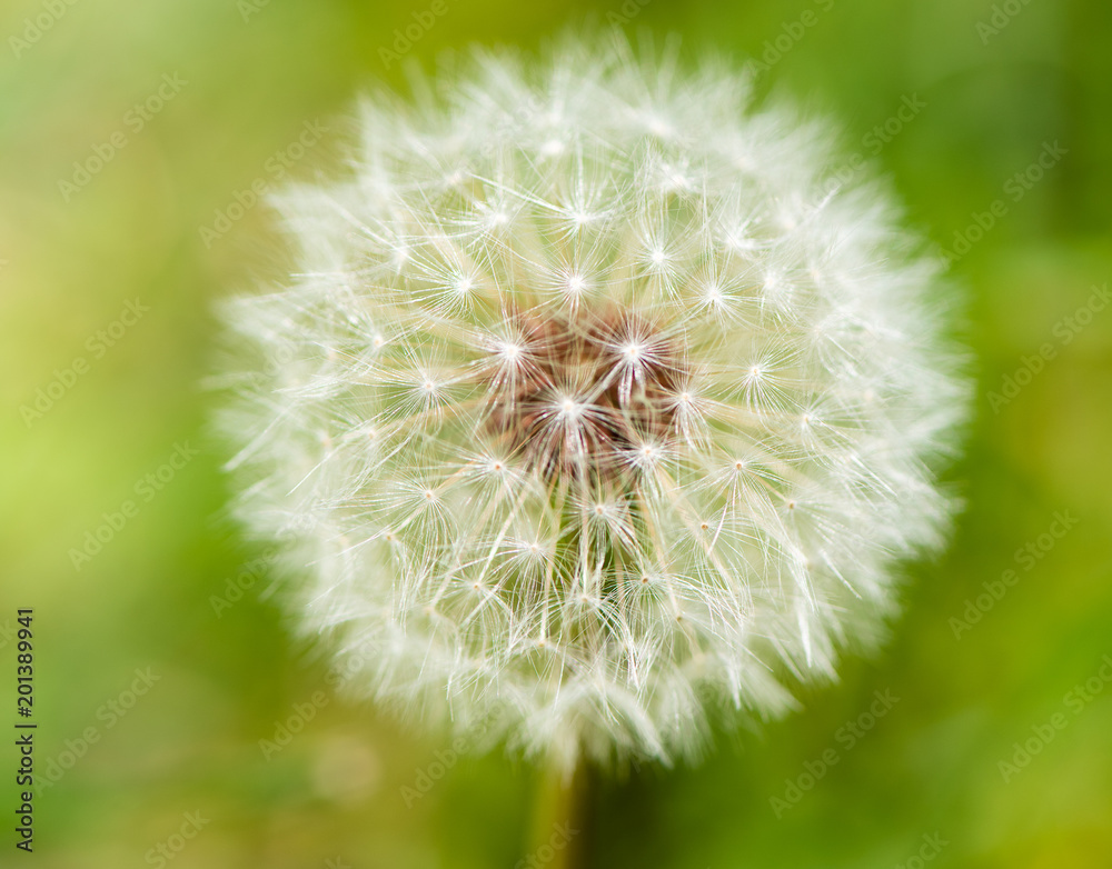 Fototapeta premium Infruttescenza del tarassaco
