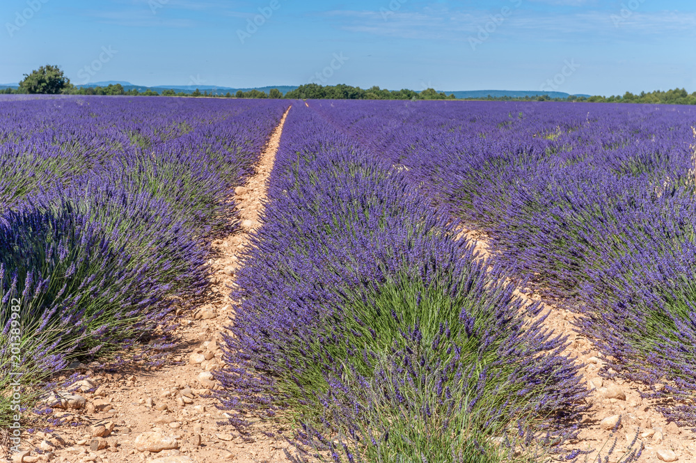 Fototapeta premium Lavendelfeld bei Valensole in der Provence