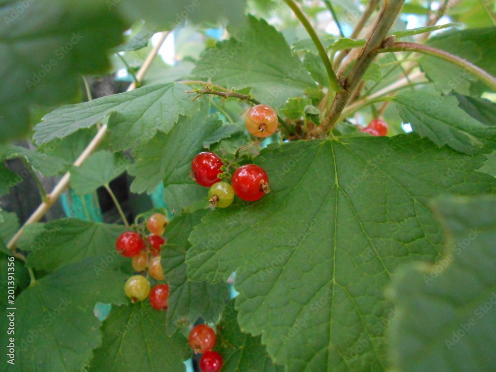 Obraz premium Red currant