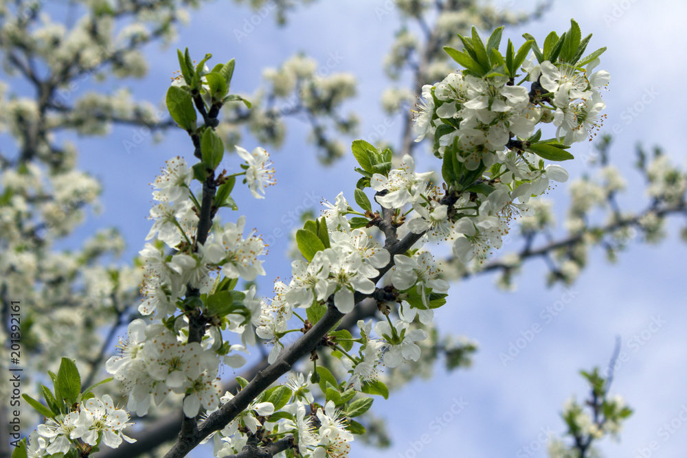 the bee collects honey (nectar) from the cherry blossoms. the bee collects honey (nectar) from the cherry blossoms.