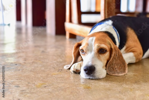 Portrait of Sleepy Beagle Dog Lying on the Floor