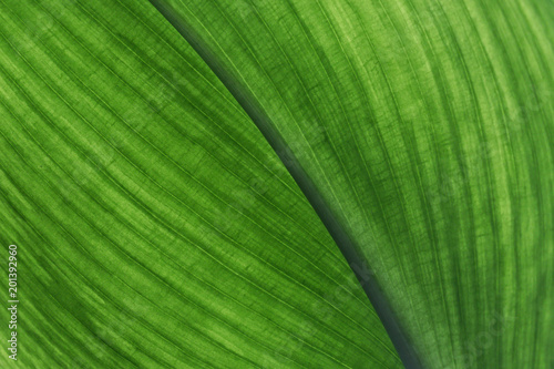 Green leaf background. Leaf texture
