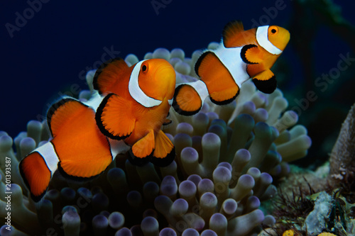 Couple of nemo