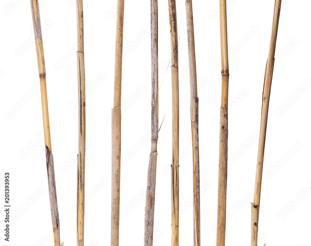 dry reed sticks isolated on white, clipping path