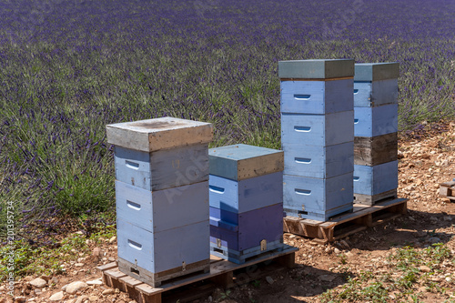 Lavendelfeld mit Bienenbeuten auf dem Hochplateau von Valensole