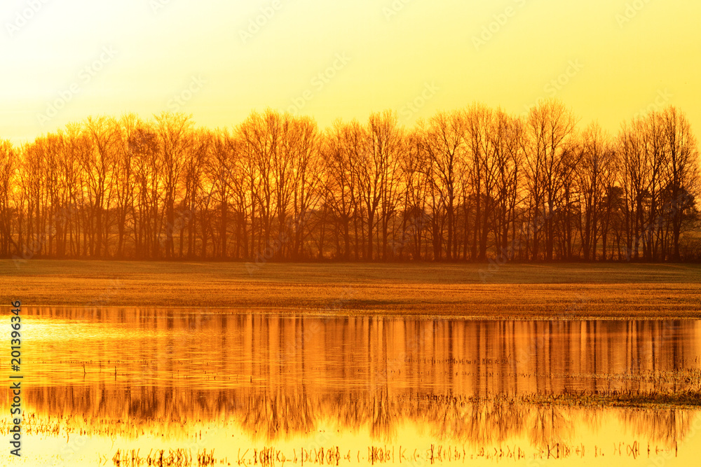strip of trees and their reflection in water in spring morning