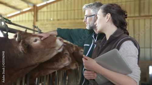 Farmer with veterinary in cow shed connected with digital tablet