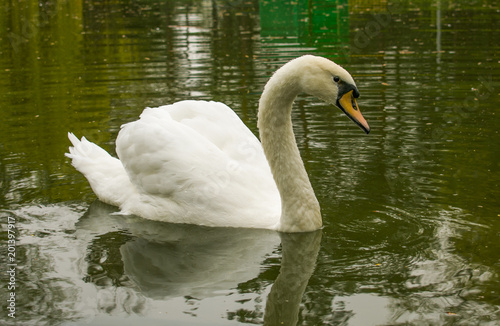 snow-white swan on a green lake © Oleksii Bulavin