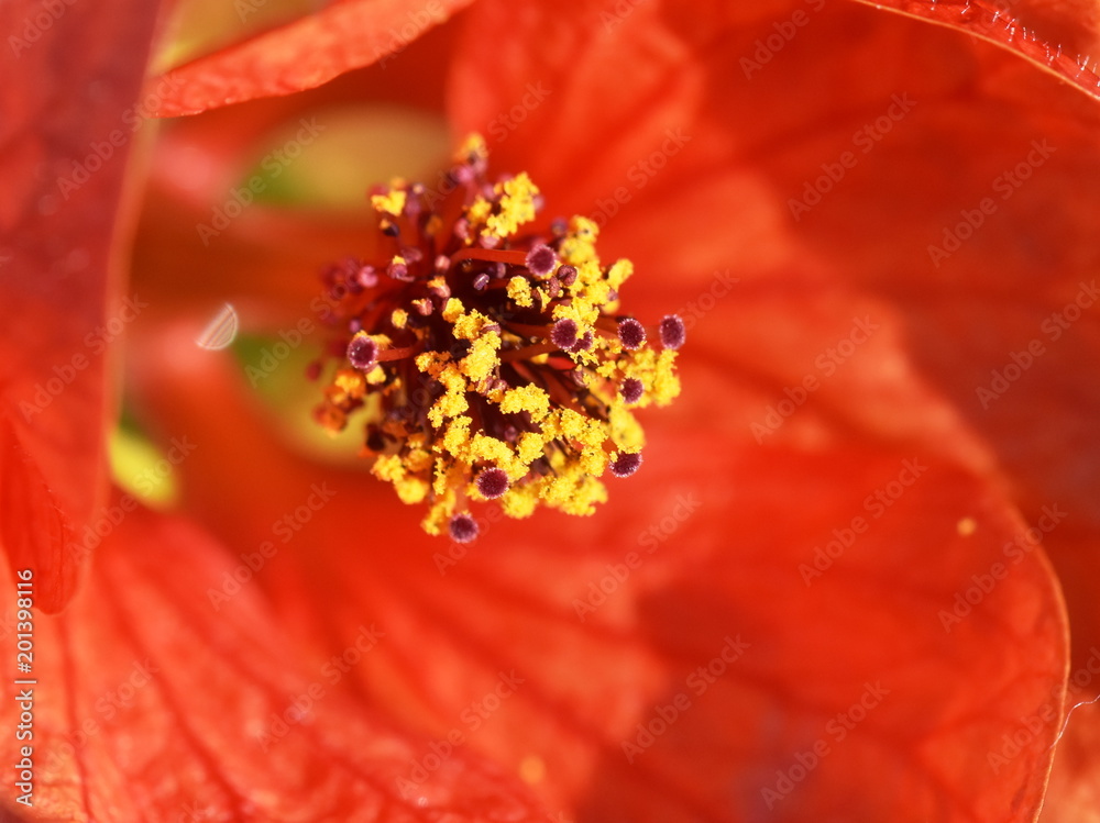 Closeup on the reproductive parts of an Red Indian Mallow flower Closeup on the reproductive parts of an Red Indian Mallow flower