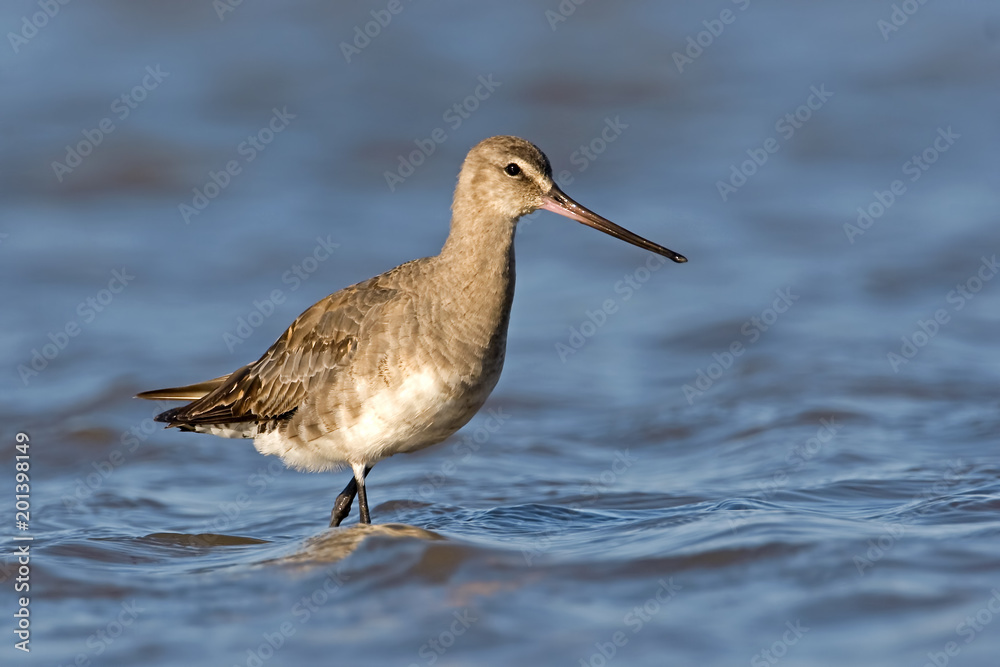 Bercasa de Mar (Limosa haemastica) en la costa del mar Bercasa de Mar (Limosa haemastica) en la costa del mar