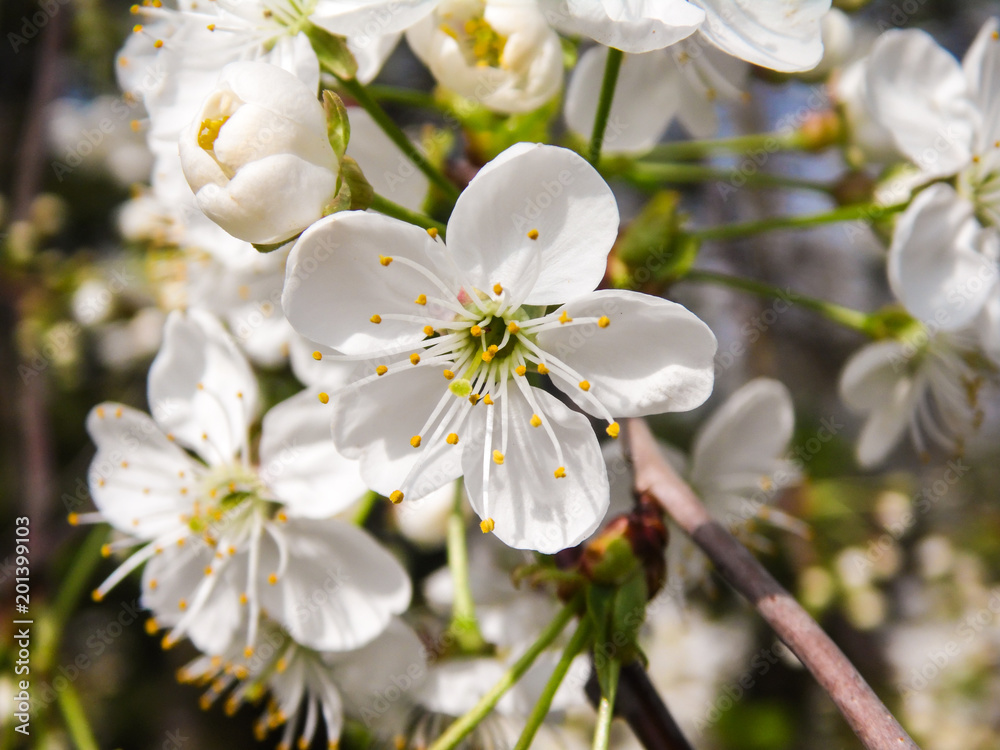 macro white cherry blossoms on the tree macro white cherry blossoms on the tree