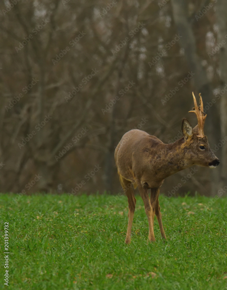 Wild Deer On Grass Wild Deer On Grass